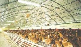 供應畜用養殖大棚、大棚骨架及溫室制造