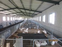 長毛兔與獺兔市場價(jià)格及獺兔養(yǎng)殖技術(shù)前景深度分析